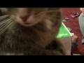 Catfight Erruption Over Headband