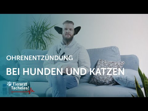 Ohrenentzündungen bei Hunden & Katzen | Tierarzt Tacheles mit Sebastian Goßmann-Jonigkeit | ZooRoyal