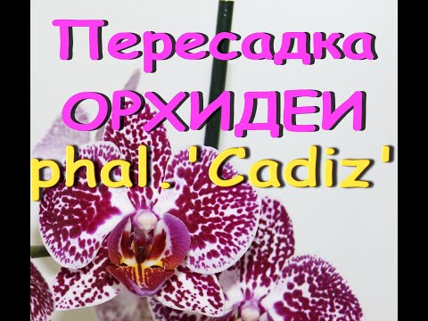 Пересадка ОРХИДЕИ phal.'CADIZ' (фаленопсис Антура "Кадис").