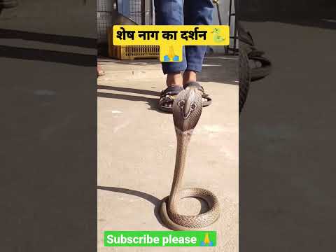 snack. #shorts #viral #trending #tiktok #snack