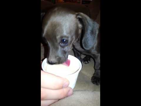 Cute puppy eating ice cream
