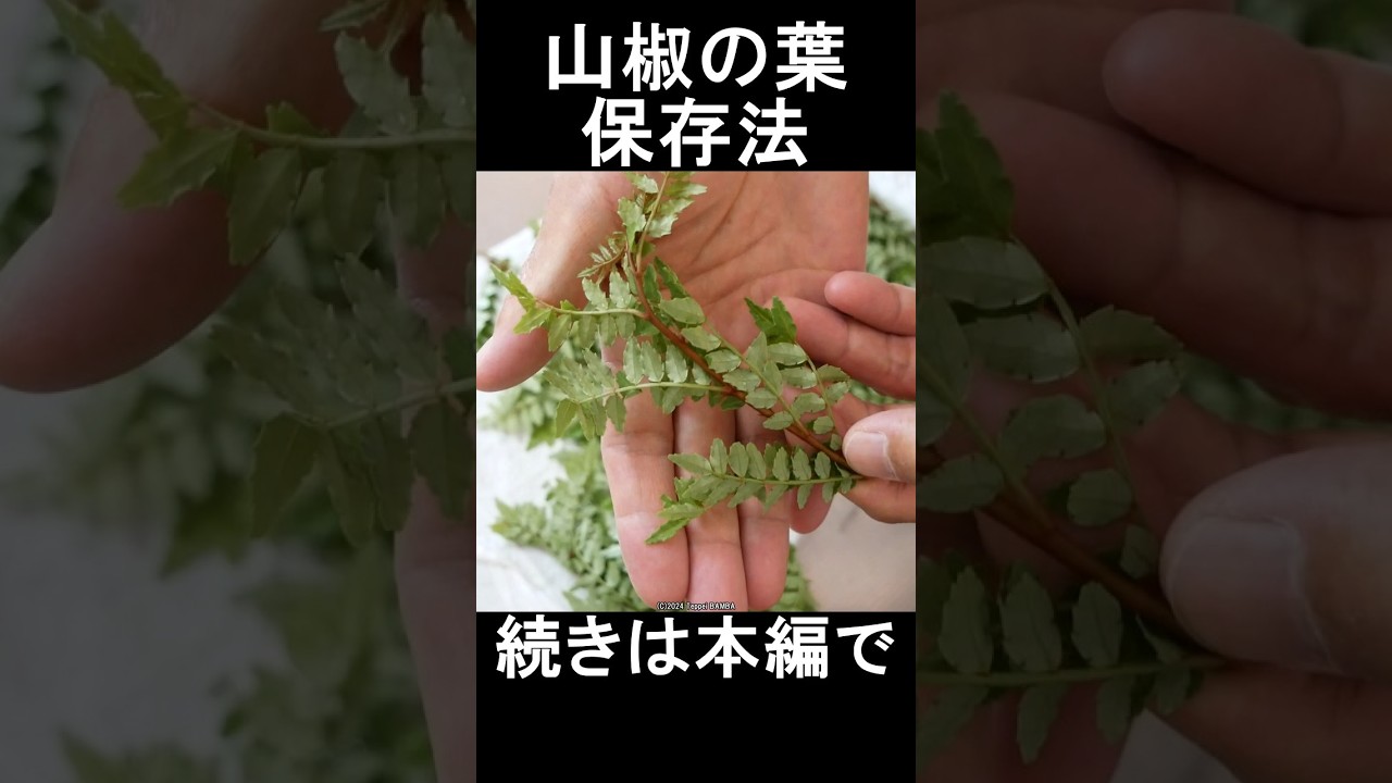 山椒の葉の保存法 #shorts #山椒 #山椒の葉