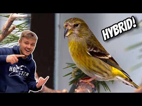 My *NEW* HYBRID BIRD!