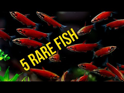5 Rare Fish For A Planted Aquarium