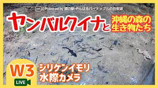 【W3】シリケンイモリ水際カメラ｜沖縄やんばる生き物LIVE live webcam