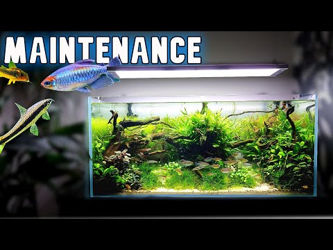 Aquarium Maintenance Session in the Community Aquarium
