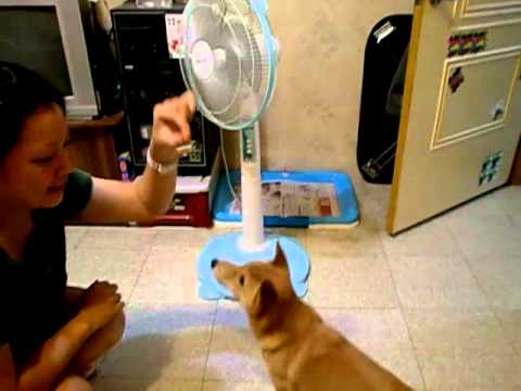 吉比將的整套花招！(原發表者:吉比將爸媽)(影片)