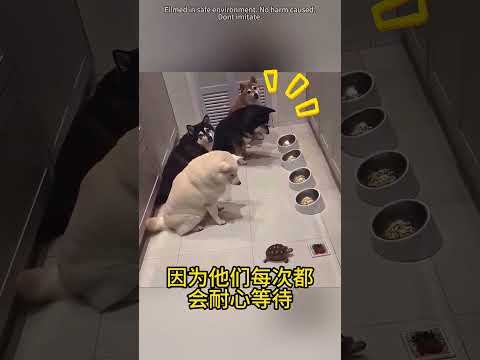 不同動物間真正的友情 🥰