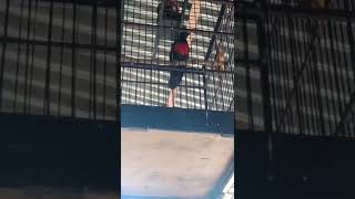 Download lagu KEPODANG DADA MERAH SUARA MERDU NYARING VS CUCAK JENGGOT GACOR.. mp3