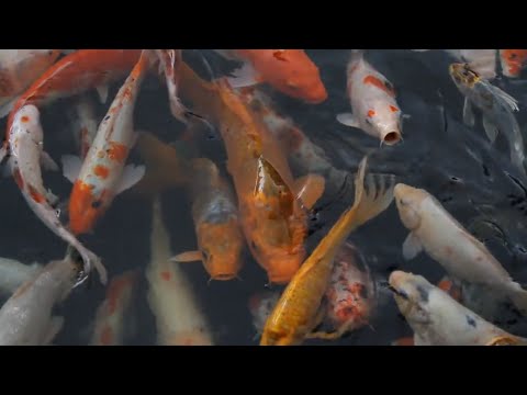 Stop Motion ASMR | Golden Carp Fish Run Race | Catching Fish | Cutting Fish | Gold Fish Video, Short