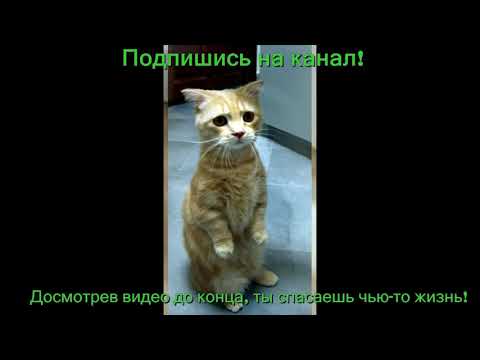 помощь бездомным животным волонтеры