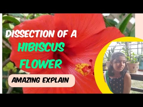 Dissection of Hibiscus + Understanding parts of flower.. Well Explained | Shreyashi Parida