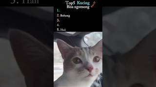 Download lagu Kucing bisa ngomong part 4 #kucing #lucu #kucinglucu #fyp #fypใทใviral #kucingpintar mp3 Download lagu Kucing bisa ngomong part 4 #kucing #lucu #kucinglucu #fyp #fypใทใviral #kucingpintar mp3