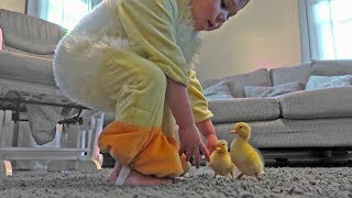 Day Old Ducklings