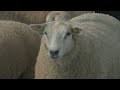 Op de grote  stille heide vol schapen