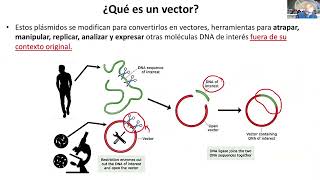 6 Creación de una Molécula Recombinante