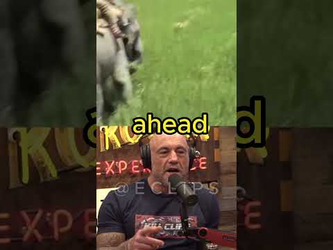 Tiger Attacks Man On Elephant | Joe Rogan & Mariana van Zeller