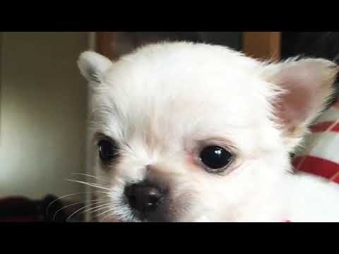 I’m getting a puppy 🐶 🐶