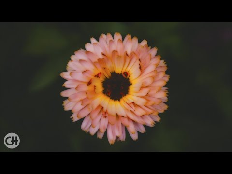 Soft Music ● Ignorance Is Bliss - Racconti ● Maurizio Filardo (High Quality Audio)