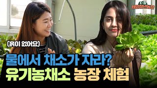(eng)(sub) 물에서 자라는 채소? 유기농 채소를 만나러 가다! l Vegetables grown in…