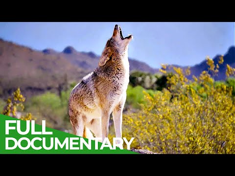 Coyotes vs. Wolves - An Unequal Battle in Yellowstone National Park