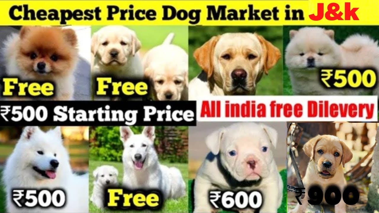 SABSE SASTE KUTTE CHEAPEST DOG MARKET IN JAMMU KASHMIR PUNJAB FREE GIVE AWAY DOG..Free Dog Delivery