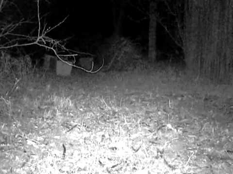 skunk's tail from behind