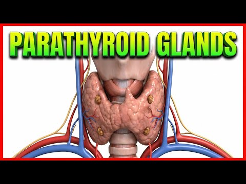 Parathyroid Gland Gross Anatomy (Animation): Blood supply & Nerve supply, Histology & Development