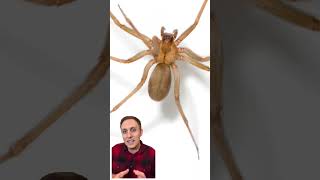 Do you know what a brown recluse spider looks like 🕷️ #spider #brownrecluse #recluseornot