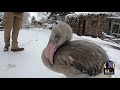 Denver Zoo Chilean Flamingo Chick Experiences Snow For The First Time