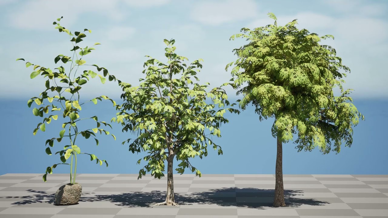 Albero di Moringa Oleifera Modello 3D