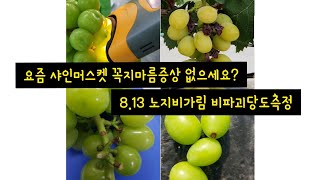 샤인머스켓 꼭지마름병(증상)과 노지비가림 현재 당도