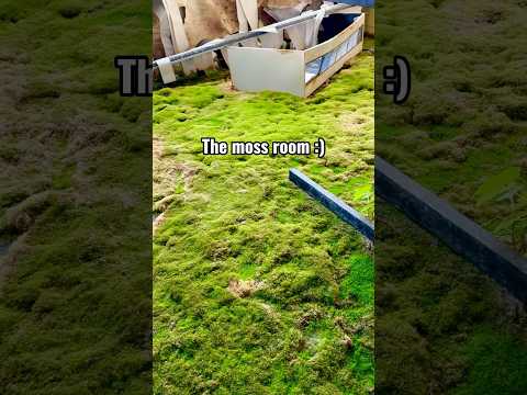 THE MOSS ROOM