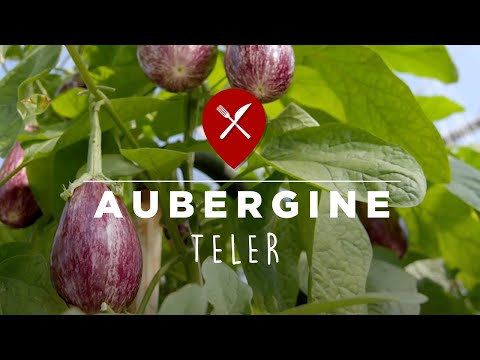 , title : 'Hoe wordt aubergine geteeld? | De Linge Aubergine'