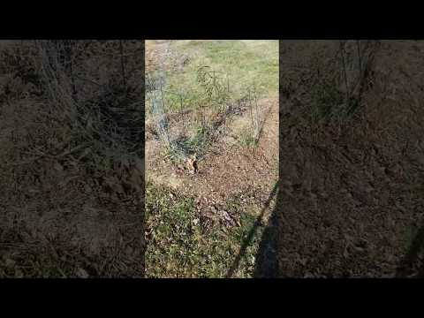 Microclimate in action afternoon update