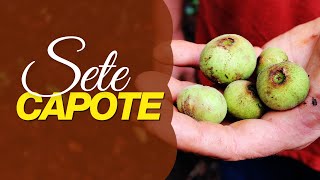Miniatura do vídeo
