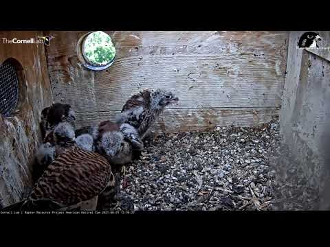 American Kestrel Chicks Line Up For Lunchtime Feeding – June 1, 2021