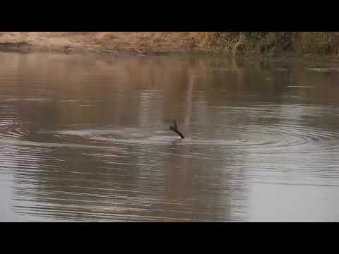 Djuma: Hippo getting active and playing with stick - 17:30 - 05/25/21