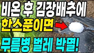 비오고 김장배추에 이것 한스푼이면 무름병 벌레 한방에 박멸! 무름병과 벌레가 사라집니다!