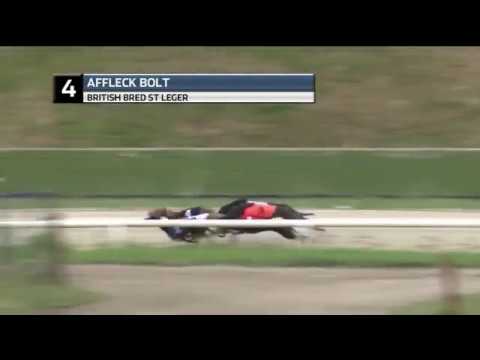 2019 BRITISH BRED ST LEGER FINAL - T4 AFFLECK BOLT