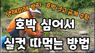 맷돌호박 심는 방법 냉해 피해 방지하고 호박 많이 열리게 하는방법 #호박거름 #pumpkin #호박냉해피해방…