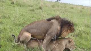 preview picture of video 'Lions Mating - Masai Mara Kenya'