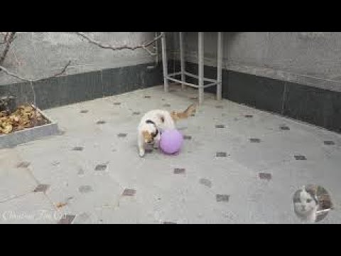 Christina The Cat 🐱 is Playing with Balloons But suddenly something bad Happened 😅