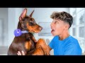 New Puppy Surprise! *Emotional*