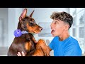 New Puppy Surprise Emotional