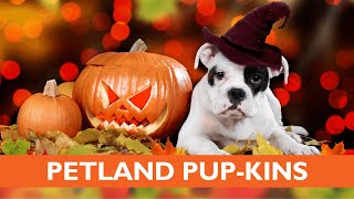 🎃👻 Petland Las Vegas Has Adorable Pup-kins