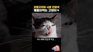 사료 먹방