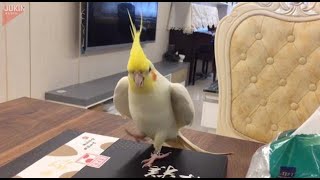 This cockatiel dances better than all of us