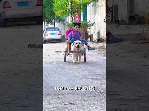 Waouh, c’est le chien qui dépose et récupère la petite fille !
