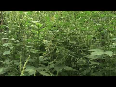 アンブロシア 植物